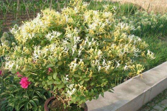 金银花桩枝叶枯死怎办,4个步骤处理问题