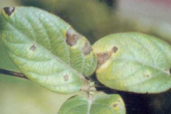 金银花桩枝叶枯死怎办,4个步骤处理问题