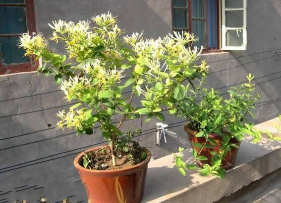 金银花适合室内种植吗,不适合/会生长缓慢不开花