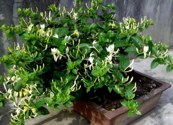 金银花适合室内种植吗,不适合/会生长缓慢不开花