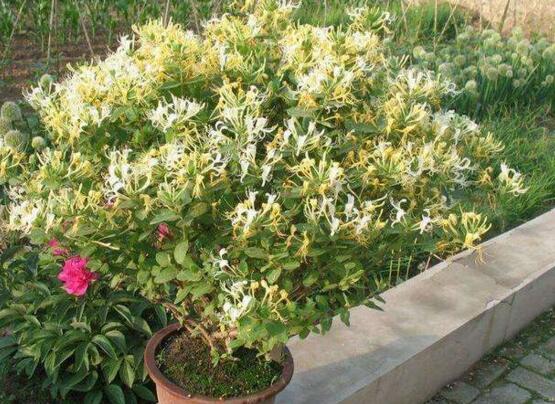 金银花适合室内种植吗,不适合/会生长缓慢不开花