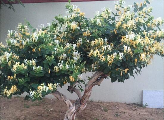金银花适合室内种植吗,不适合/会生长缓慢不开花