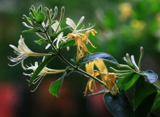 金银花适合室内种植吗,不适合/会生长缓慢不开花