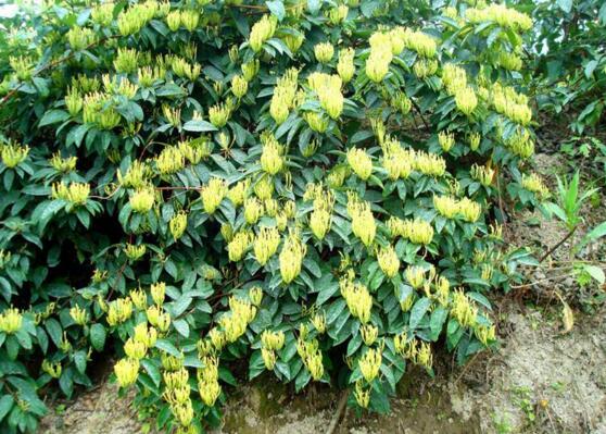 金银花适合室内种植吗,不适合/会生长缓慢不开花