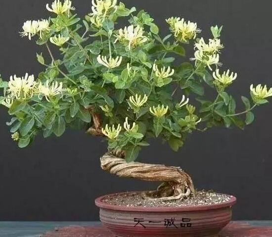 如何制作金银花盆景，四步包教会制作金银花盆栽