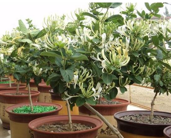如何制作金银花盆景，四步包教会制作金银花盆栽