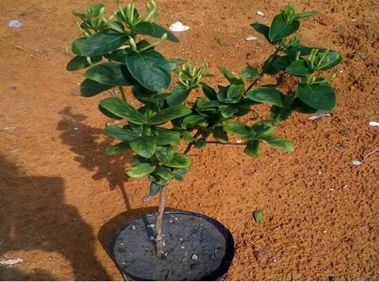 如何制作金银花盆景，四步包教会制作金银花盆栽