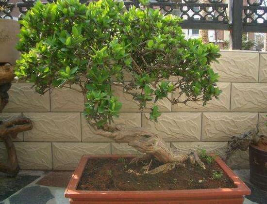 如何制作金银花盆景，四步包教会制作金银花盆栽