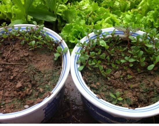 如何制作金银花盆景，四步包教会制作金银花盆栽