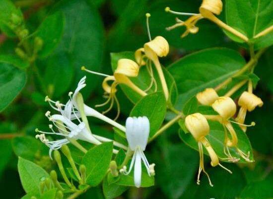 如何制作金银花盆景，四步包教会制作金银花盆栽