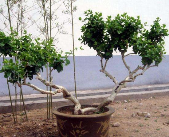 如何制作金银花盆景，四步包教会制作金银花盆栽