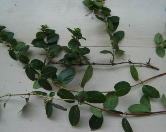 如何制作金银花盆景，四步包教会制作金银花盆栽