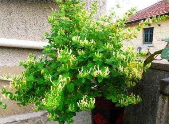 如何制作金银花盆景，四步包教会制作金银花盆栽