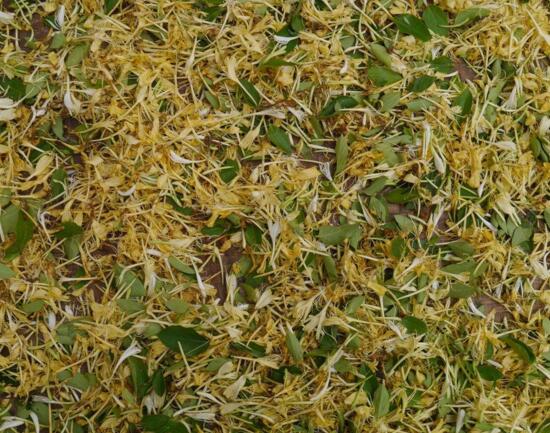 如何制作金银花盆景，四步包教会制作金银花盆栽