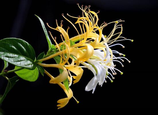 金银花苗多少钱一株,普通0.3~1元一株/高质量3~5元一株