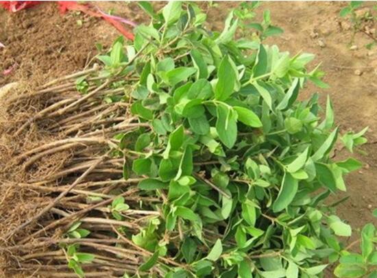 金银花苗多少钱一株,普通0.3~1元一株/高质量3~5元一株