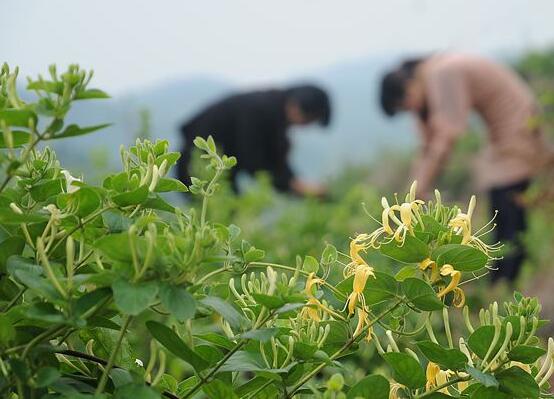 金银花苗多少钱一株,普通0.3~1元一株/高质量3~5元一株