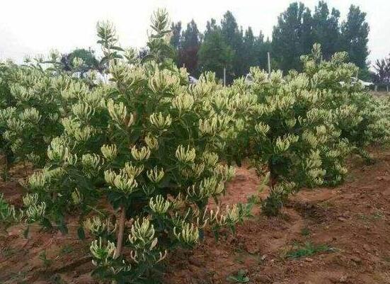 金银花苗多少钱一株,普通0.3~1元一株/高质量3~5元一株