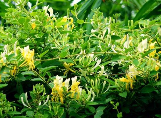 金银花苗多少钱一株,普通0.3~1元一株/高质量3~5元一株