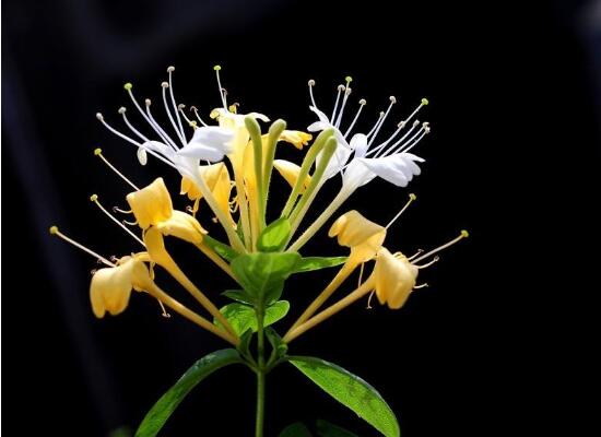 金银花苗多少钱一株,普通0.3~1元一株/高质量3~5元一株