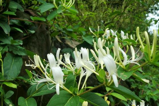 金银花如何晒干不变黑，天然晒干不翻动就不会发黑