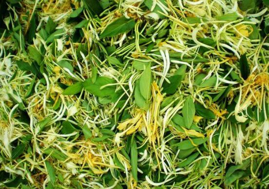 金银花如何晒干不变黑，天然晒干不翻动就不会发黑