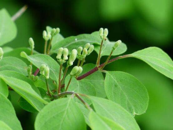 金银花为何不开花，详解金银花不开花的五大原因
