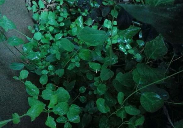 金银花为何不开花，详解金银花不开花的五大原因