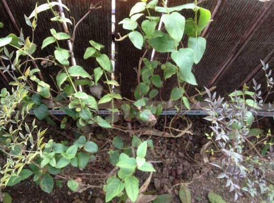 金银花为何不开花，详解金银花不开花的五大原因