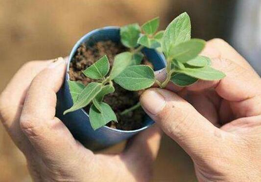 金银花为何不开花，详解金银花不开花的五大原因