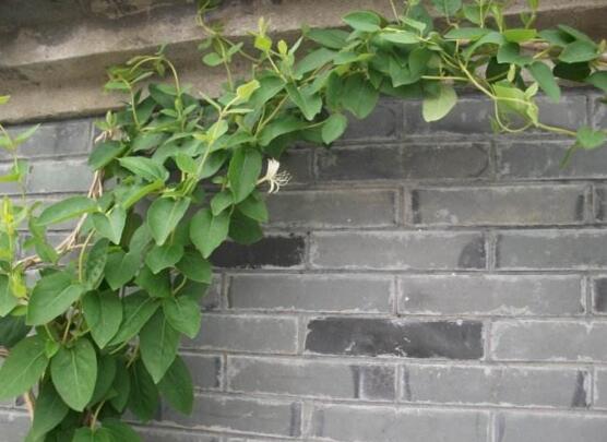 金银花为何不开花，详解金银花不开花的五大原因