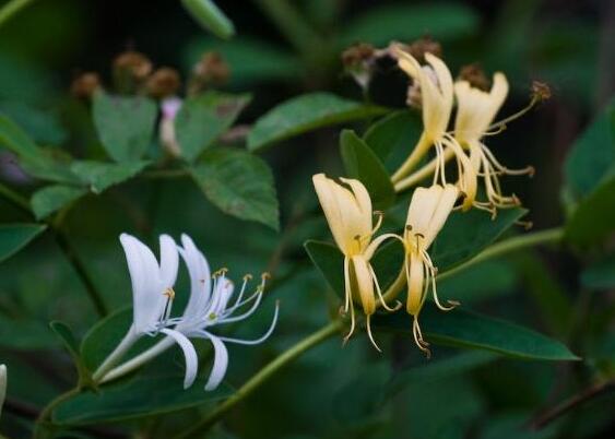 金银花为何不开花，详解金银花不开花的五大原因