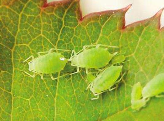 金银花为何不开花，详解金银花不开花的五大原因