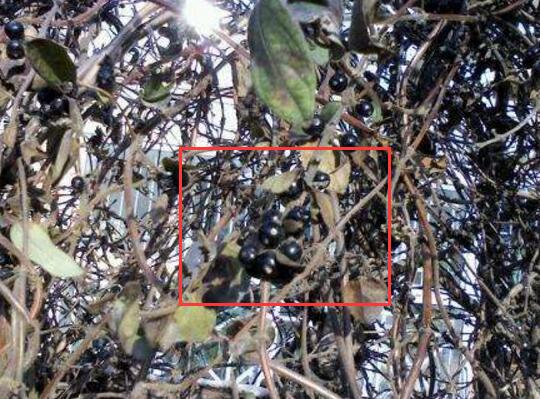 金银花如何繁殖，详解繁殖金银花的四种办法