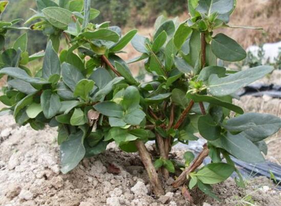 金银花如何繁殖，详解繁殖金银花的四种办法