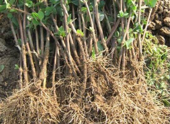 金银花如何繁殖，详解繁殖金银花的四种办法