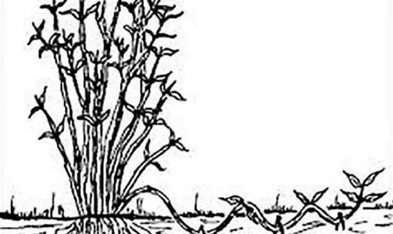 金银花如何繁殖，详解繁殖金银花的四种办法