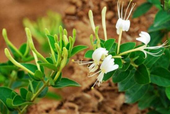 金银花如何繁殖，详解繁殖金银花的四种办法