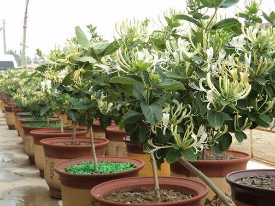 金银花如何浇水,一年四季浇水量不同/3~5天浇1次