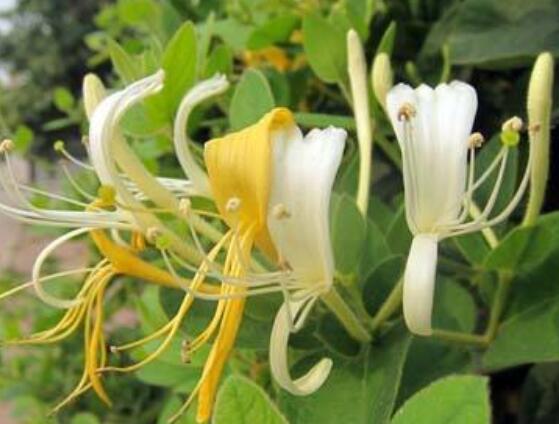 金银花如何浇水,一年四季浇水量不同/3~5天浇1次