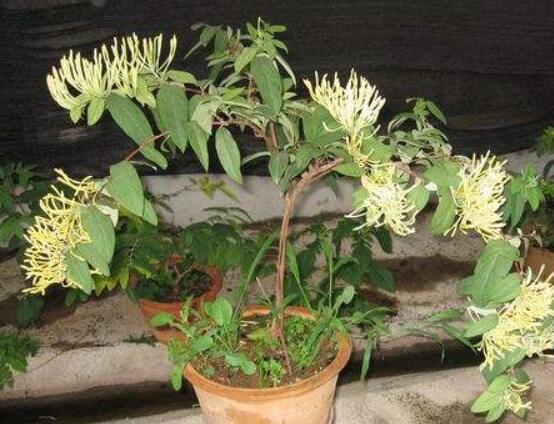 金银花如何浇水,一年四季浇水量不同/3~5天浇1次