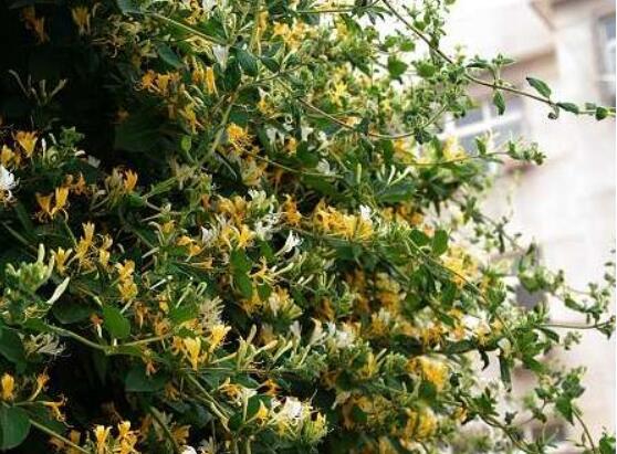 金银花如何浇水,一年四季浇水量不同/3~5天浇1次