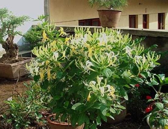 金银花如何浇水,一年四季浇水量不同/3~5天浇1次