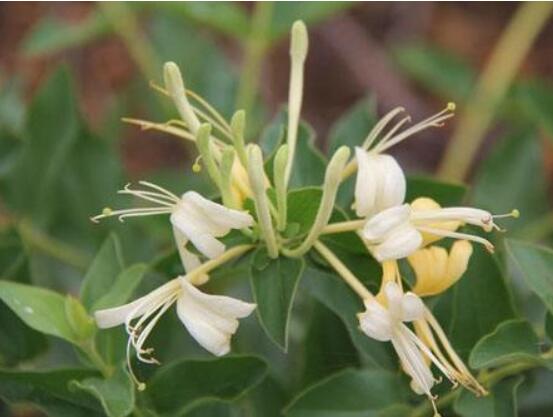 金银花有哪些种类，6大种类/金花三号种类最佳(高产高量)