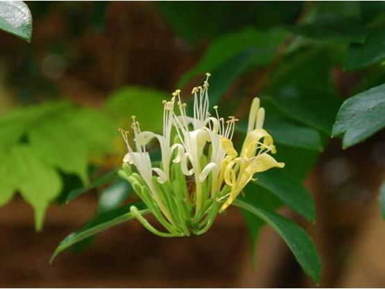 金银花有哪些种类，6大种类/金花三号种类最佳(高产高量)