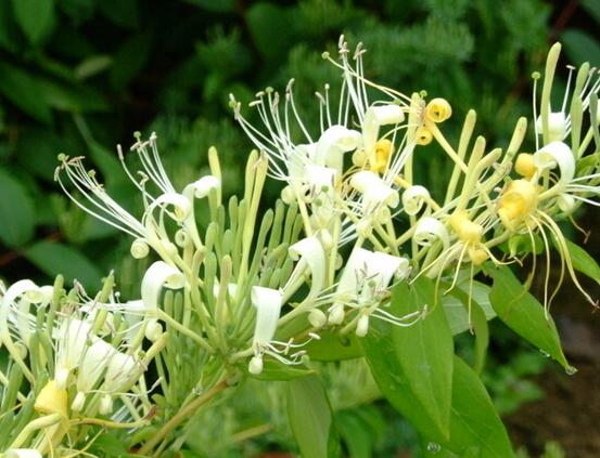 金银花的功效与作用，降火解毒提神醒脑还能缓解头痛