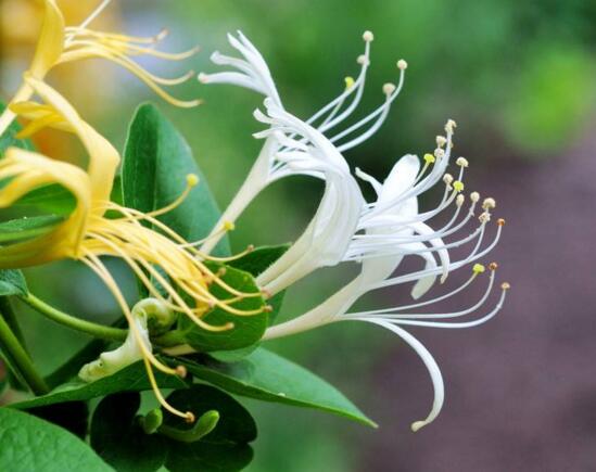 金银花盆景根如何变粗，手把手教你将金银花的根养粗