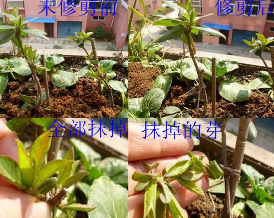 金银花盆景根如何变粗，手把手教你将金银花的根养粗
