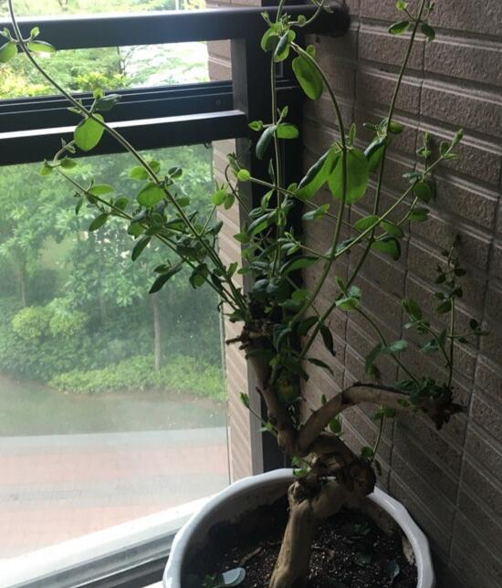 金银花盆景根如何变粗，手把手教你将金银花的根养粗
