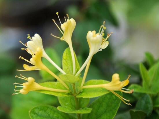 金银花盆景根如何变粗，手把手教你将金银花的根养粗